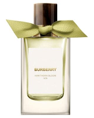 burberry sample set|burberry decants samples.